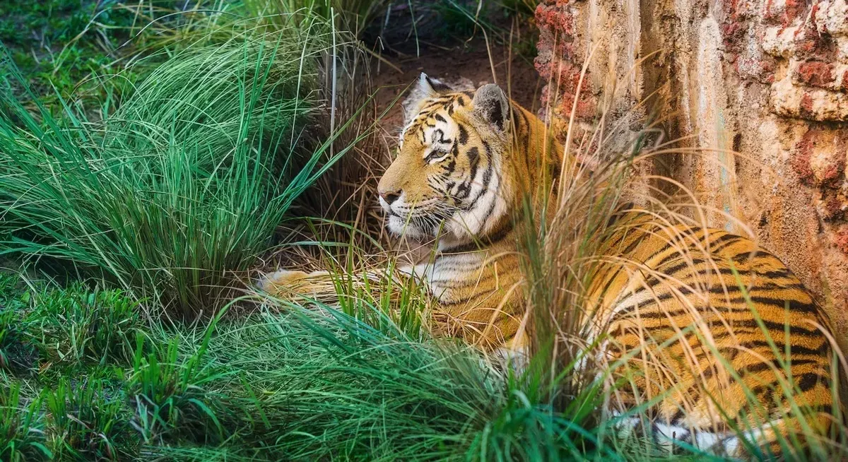 Animal_Kingdom_Maharajah_Jungle_Trek_tiger_7e46af9cd4.webp